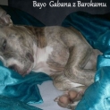 bayo-11.jpg