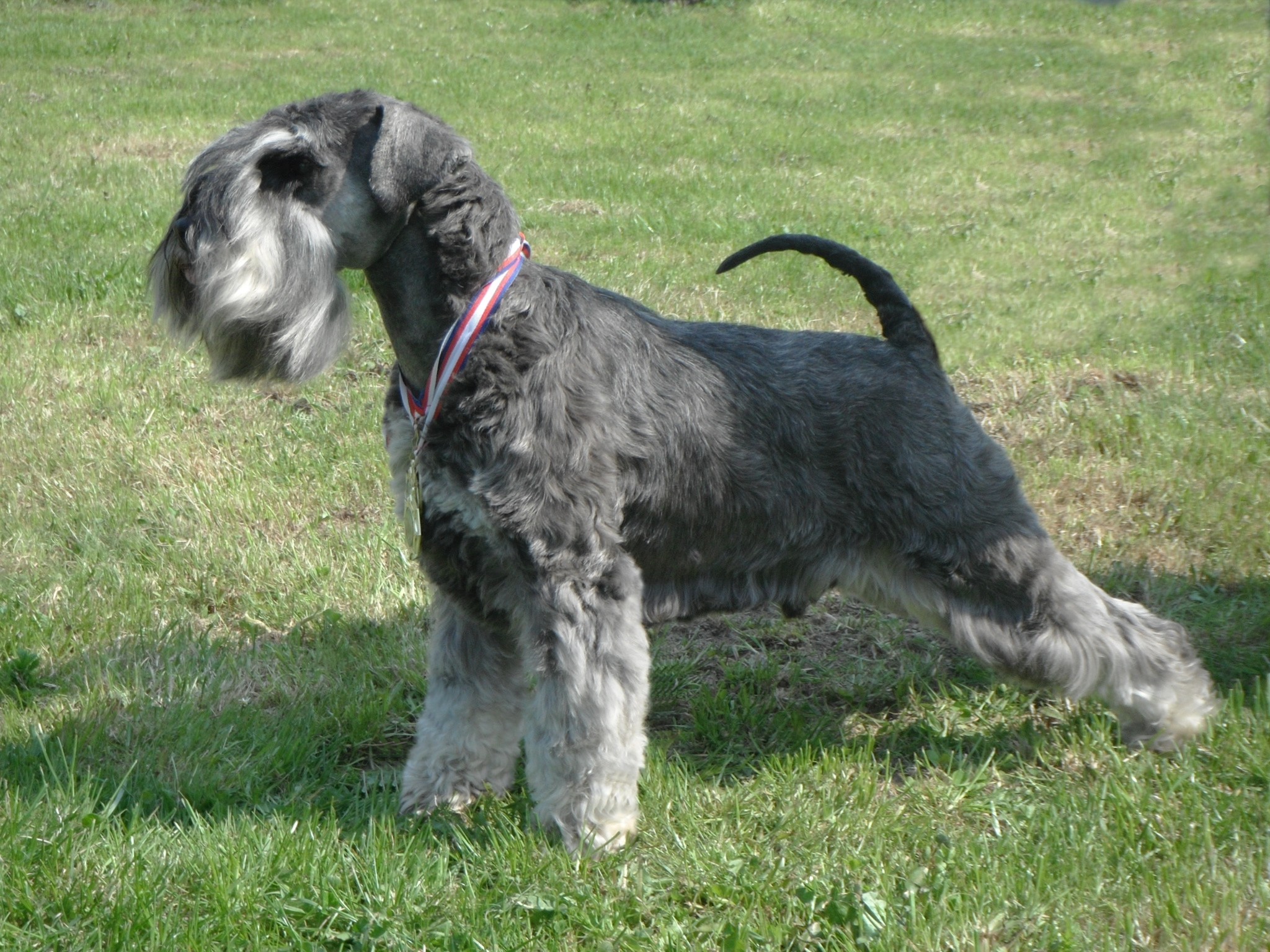 quiento pepper bikin dvor 1