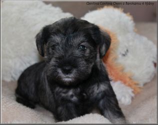 Malý knírač pepř a sůl Qentina Contessa Owen z Barokamu