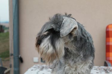 Malý knírač pepř a sůl Qentina Contessa Owen z Barokamu