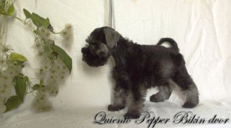 Malý knírač pepř a sůl Quiento Pepper Bikin Dvor
