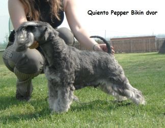Malý knírač pepř a sůl Quiento Pepper Bikin Dvor