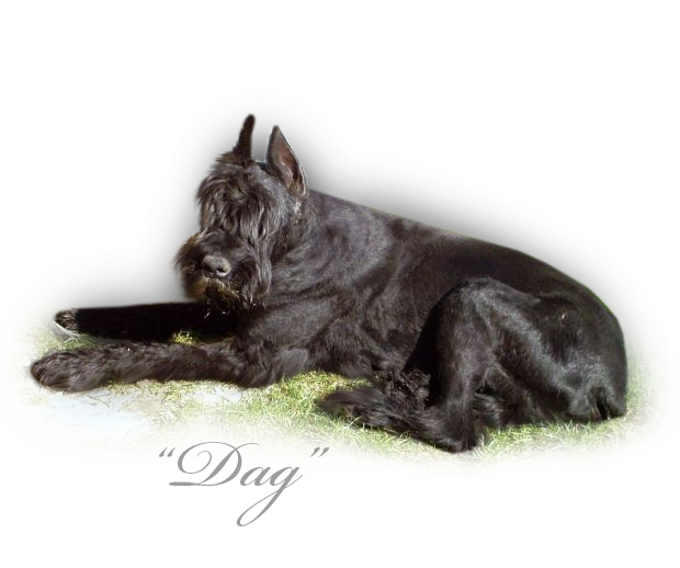 Velký černý knírač Dag