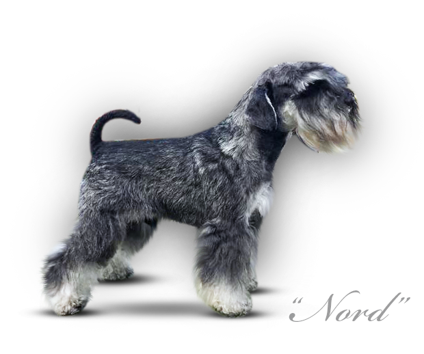 Malý knírač pepř a sůl Nord Storm More Ocharovania
