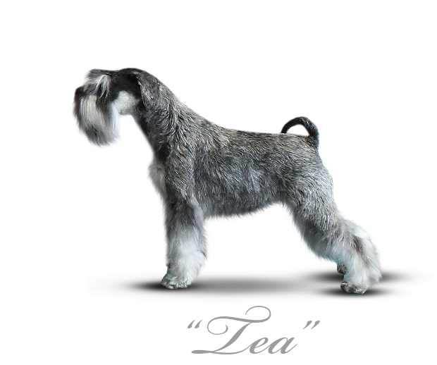 Malý knírač pepř a sůl Theodora Jingle Owen z Barokamu