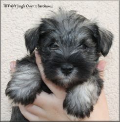 Malý knírač pepř a sůl Tiffany Jingle z Barokamu