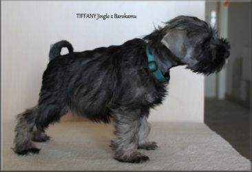 Malý knírač pepř a sůl Tiffany Jingle z Barokamu