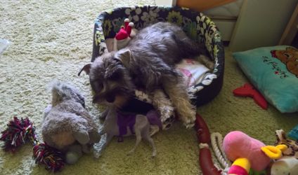 Malý knírač pepř a sůl Tiffany Jingle z Barokamu