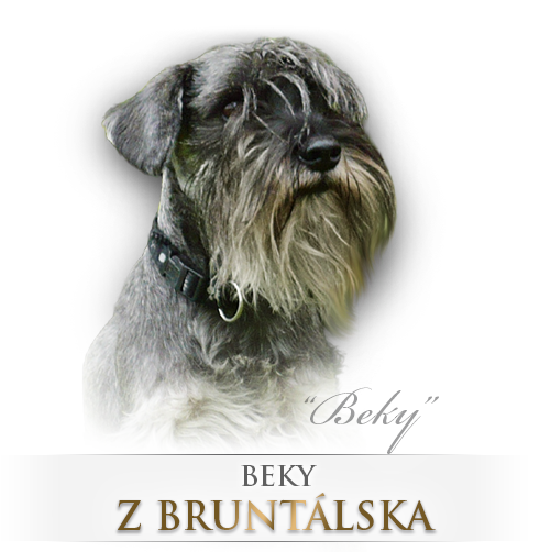 Malý knírač pepř a sůl Beky z Bruntálska