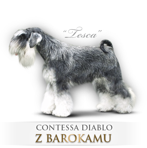 Malý knírač pepř a sůl Contessa Diablo z Barokamu