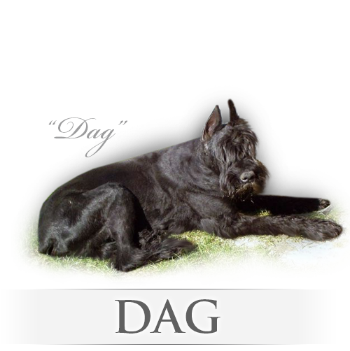 Velký černý knírač Dag