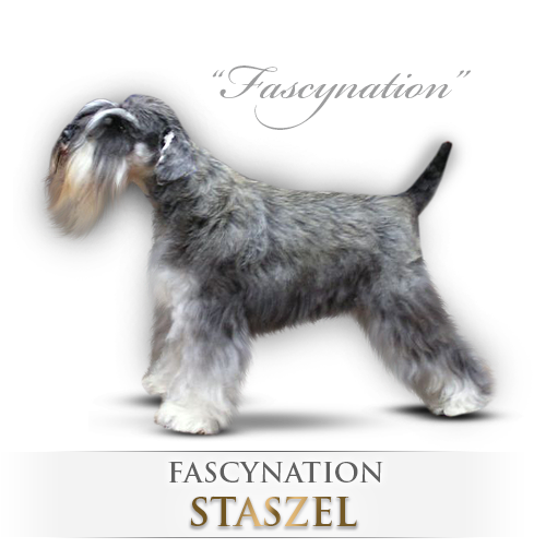 Malý knírač pepř a sůl Fascynation Staszel