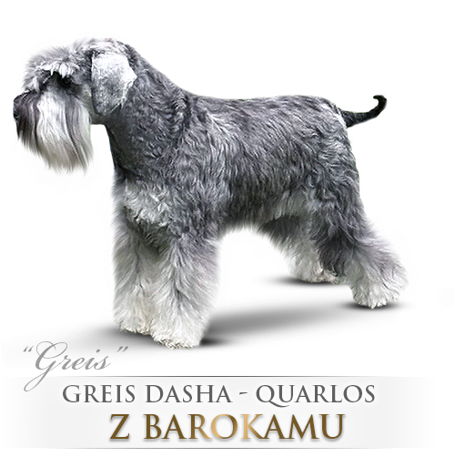 Malý knírač pepř a sůl Greis Dasha-Quarlos z Barokamu