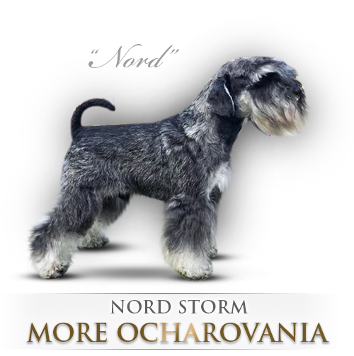 Malý knírač pepř a sůl Nord Storm More Ocharovania