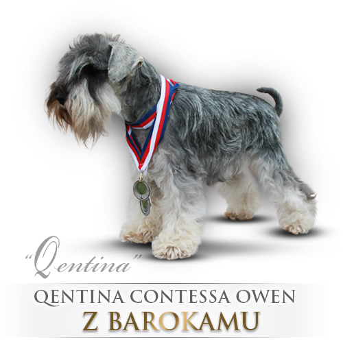 Malý knírač pepř a sůl Qentina Contessa Owen z Barokamu