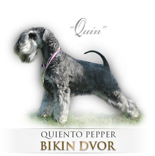 Malý knírač pepř a sůl Quiento Pepper Bikin Dvor