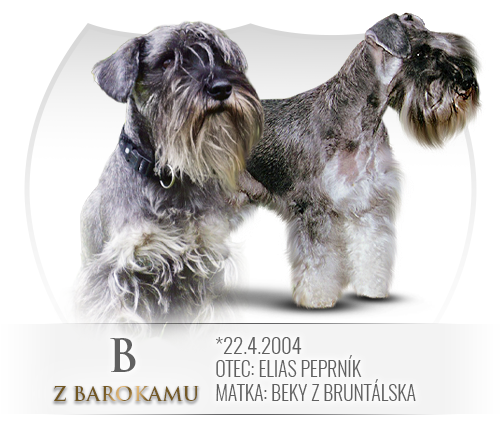 Malý knírač pepř a sůl vrh B z Barokamu