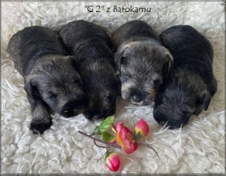 Malý knírač pepř a sůl vrh G2  z Barokamu