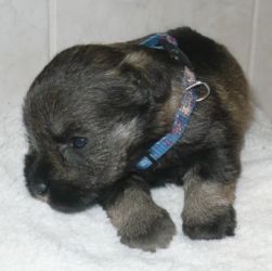 Malý knírač pepř a sůl  JEWEL RENO z Barokamu