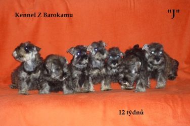 Malý knírač pepř a sůl vrh J z Barokamu