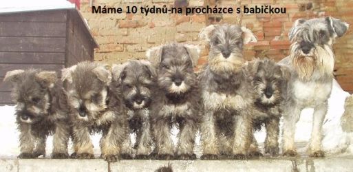 Malý knírač pepř a sůl vrh J z Barokamu