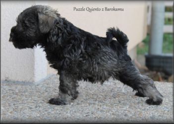Malý knírač pepř a sůl Puzzle Quiento z Barokamu