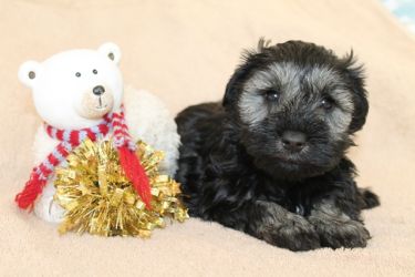 Malý knírač pepř a sůl SOFIE Jingle z Barokamu