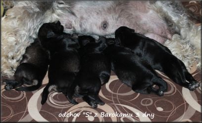 Malý knírač pepř a sůl Vrh S z Barokamu