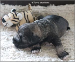 Malý knírač pepř a sůl vrh T z Barokamu