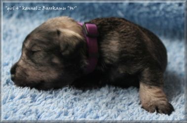 Malý knírač pepř a sůl vrh W z Barokamu