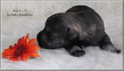 Malý knírač pepř a sůl vrh X  z Barokamu