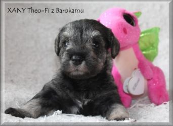 Malý knírač pepř a sůl vrh X  z Barokamu