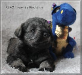 Malý knírač pepř a sůl vrh X  z Barokamu