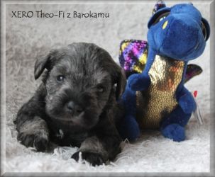 Malý knírač pepř a sůl vrh X  z Barokamu
