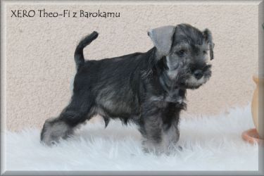 Malý knírač pepř a sůl vrh X  z Barokamu