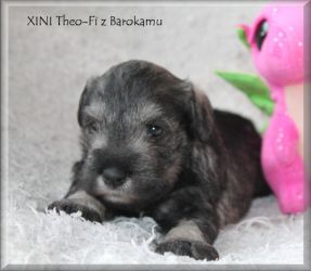 Malý knírač pepř a sůl vrh X  z Barokamu