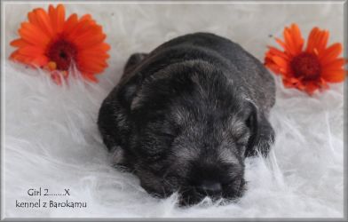 Malý knírač pepř a sůl vrh X  z Barokamu