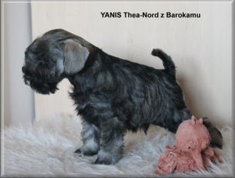 Malý knírač pepř a sůl vrh Y  z Barokamu