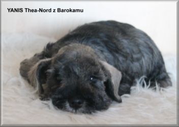 Malý knírač pepř a sůl vrh Y  z Barokamu