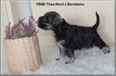Malý knírač pepř a sůl vrh Y  z Barokamu