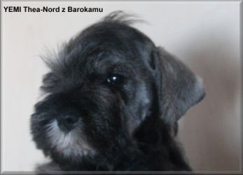 Malý knírač pepř a sůl vrh Y  z Barokamu