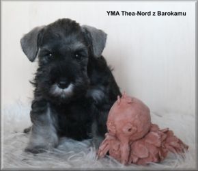 Malý knírač pepř a sůl vrh Y  z Barokamu