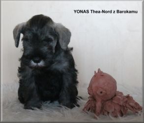 Malý knírač pepř a sůl vrh Y  z Barokamu