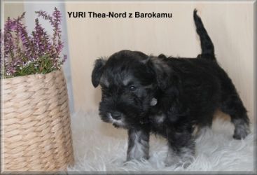 Malý knírač pepř a sůl vrh Y  z Barokamu