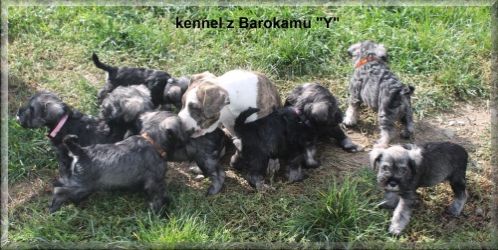 Malý knírač pepř a sůl vrh Y  z Barokamu
