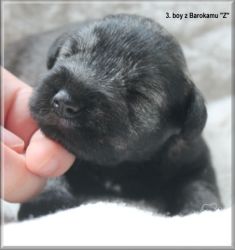 Malý knírač pepř a sůl vrh Z  z Barokamu