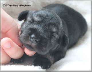 Malý knírač pepř a sůl vrh Z  z Barokamu