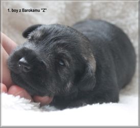 Malý knírač pepř a sůl vrh Z  z Barokamu